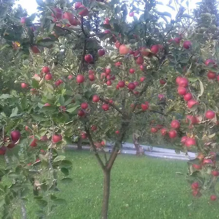 Apartma Kolpa * Gradac