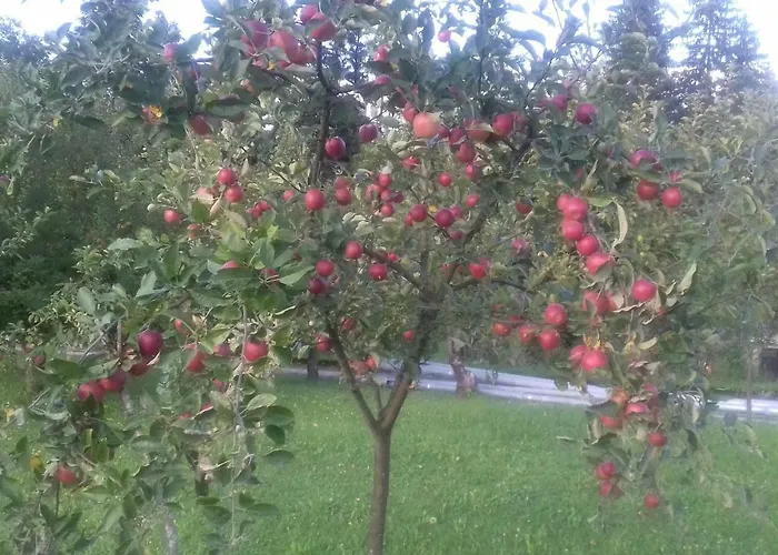 Apartma Kolpa * Gradac